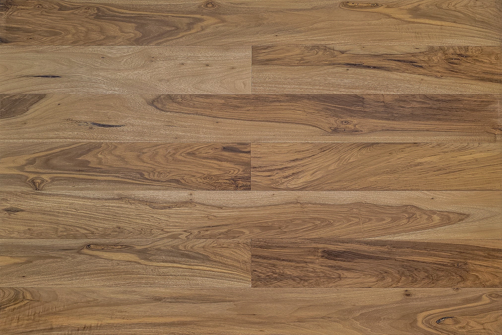 Cordia Bronze